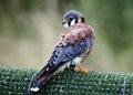 American kestrel at a bird of prey center Royalty Free Stock Photo