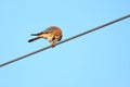 American Kestrel bird on wire