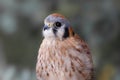 American Kestrel (Falco sparverius) Royalty Free Stock Photo