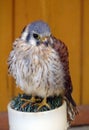 American kestrel (Falco Sparverius) Royalty Free Stock Photo