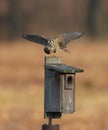 American Kestrel (falco sparverius) Royalty Free Stock Photo