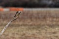 American Kestrel Perching and cleaning at Floyd Bennet Field