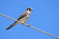 The American kestrel Falco sparverius Royalty Free Stock Photo