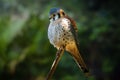 American Kestrel - Bird of Prey Royalty Free Stock Photo