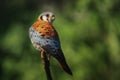 American Kestrel - Bird of Prey Royalty Free Stock Photo