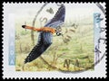 American Kestrel (Falco sparverius), Birds of Canada (1st series) serie, circa 1996