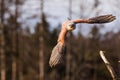 The American kestrel (Falco sparverius) bounced up to the flight Royalty Free Stock Photo