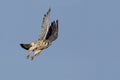 American Kestrel (Falco sparverius) in flight Royalty Free Stock Photo