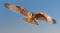 American kestrel (Falco sparverius) in flight. generative ai Royalty Free Stock Photo
