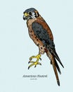 The American kestrel Falco sparverius, hand draw sketch vector Royalty Free Stock Photo