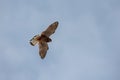 The American kestrel (Falco sparverius) high overhead Royalty Free Stock Photo