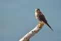 American Kestrel