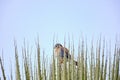 American Kestrel (Falco sparverius Royalty Free Stock Photo