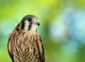 American Kestrel (Falco sparverius) Royalty Free Stock Photo