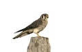 American kestrel, Falco sparverius Royalty Free Stock Photo