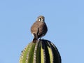 American kestrel, Falco sparverius Royalty Free Stock Photo