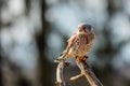 The American kestrel (Falco sparverius) sitting on a branch Royalty Free Stock Photo