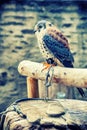 American kestrel (Falco sparverius) sitting on a perch Royalty Free Stock Photo