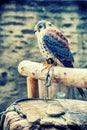 American kestrel (Falco sparverius) sitting on a perch