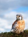 American kestrel Falco sparverius. The smallest and most common falcon in North America.