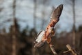 The American kestrel (Falco sparverius) suddenly rose up Royalty Free Stock Photo