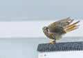 American Kestrel Falcon (falco sparverius)