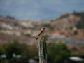 American Kestrel falcon sparrow hawk falco sparverius wildlife bird resting on cactus in Tatacoa Desert Huila Colombia Royalty Free Stock Photo
