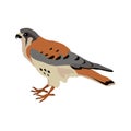 American Kestrel Flat Design Vector Illustration