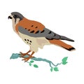 American Kestrel Flat Design Vector Illustration