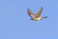 American Kestrel In Flight Royalty Free Stock Photo