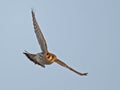 American Kestrel in Flight Royalty Free Stock Photo