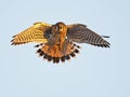 American Kestrel in Flight Royalty Free Stock Photo