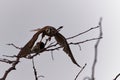 American Kestrel on Flight with Rat
