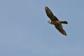 American Kestrel Flying In a Blue Sky Royalty Free Stock Photo