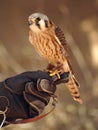 American Kestrel Held by a Falconer