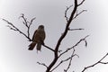 American Kestrel hunting Rat