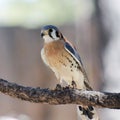 An American Kestrel with Jesses on Both Legs