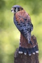 American Kestrel looks for food