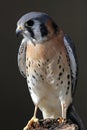 American Kestrel Perched Royalty Free Stock Photo