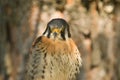 American kestrel portrait Royalty Free Stock Photo