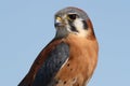 American kestrel portrait Royalty Free Stock Photo