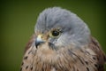 American Kestrel Portrait