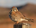 American Kestrel Puffed Up Royalty Free Stock Photo