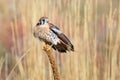 American kestrel sitting on a mullein Royalty Free Stock Photo