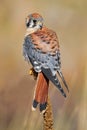 American kestrel sitting on a mullein Royalty Free Stock Photo