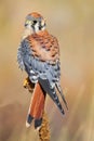 American kestrel sitting on a mullein