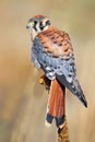 American kestrel sitting on a mullein Royalty Free Stock Photo