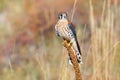 American kestrel sitting on a mullein Royalty Free Stock Photo