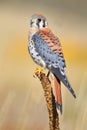 American kestrel sitting on a mullein