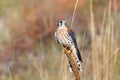 American kestrel sitting on a mullein Royalty Free Stock Photo